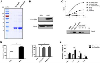 MptpB Promotes Mycobacteria Survival by Inhibiting the Expression of Inflammatory Mediators and Cell Apoptosis in Macrophages